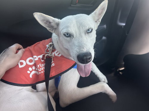 picture of the dog needing adoption