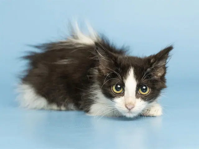 Julissa - Domestic Short Hair