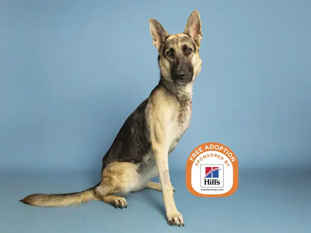 Sadie - German Shepherd Dog