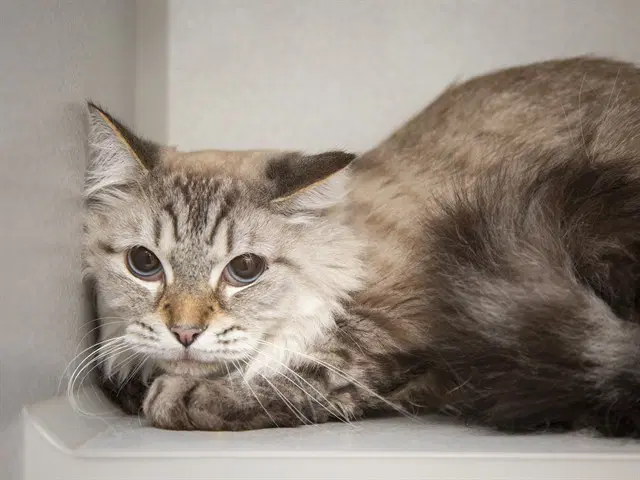 Mochi - Domestic Short Hair