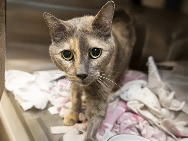 Raya - Domestic Short Hair
