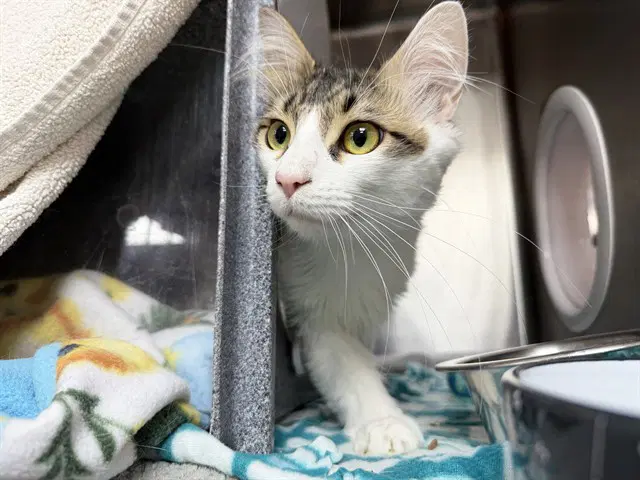 Kobe - Domestic Medium Hair