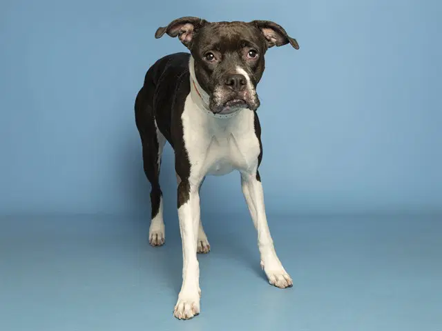 Moony - Boxer