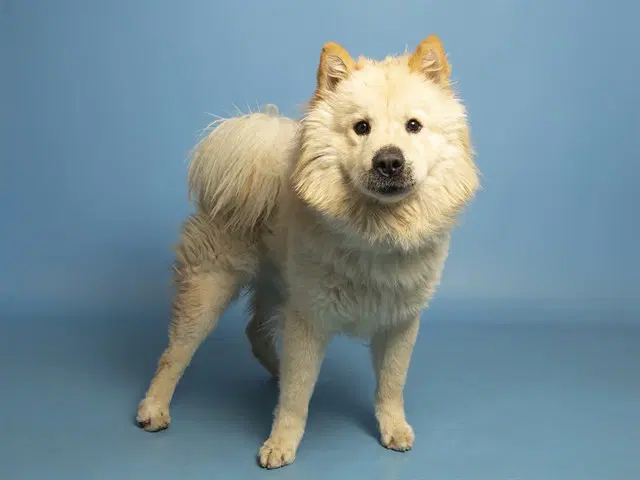 Simba - Chow Chow