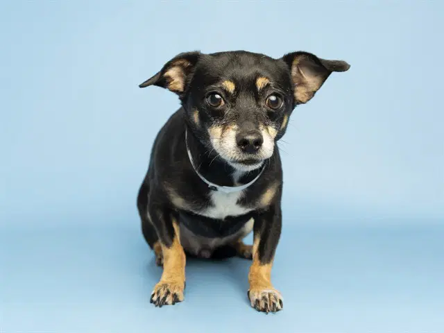 Hank - Chihuahua