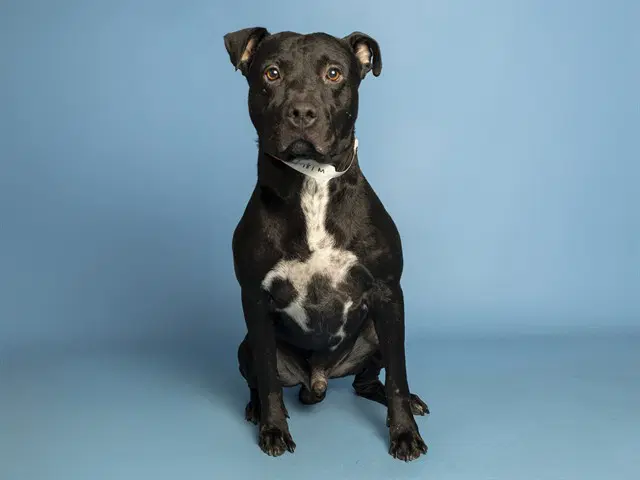 Humberto - American Pit Bull Terrier