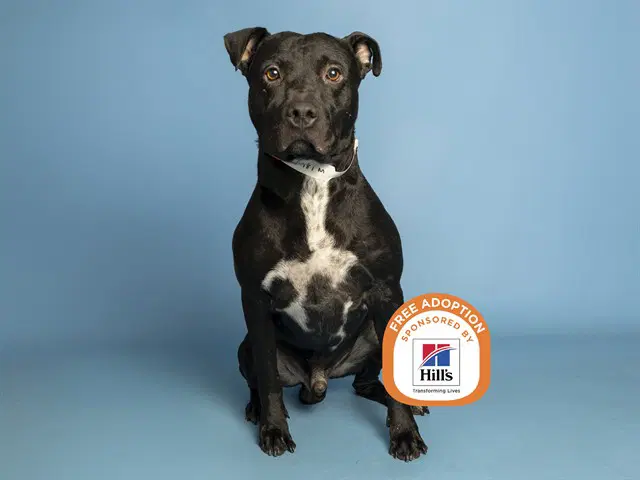 Humberto - American Pit Bull Terrier
