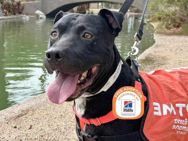 Humberto - American Pit Bull Terrier