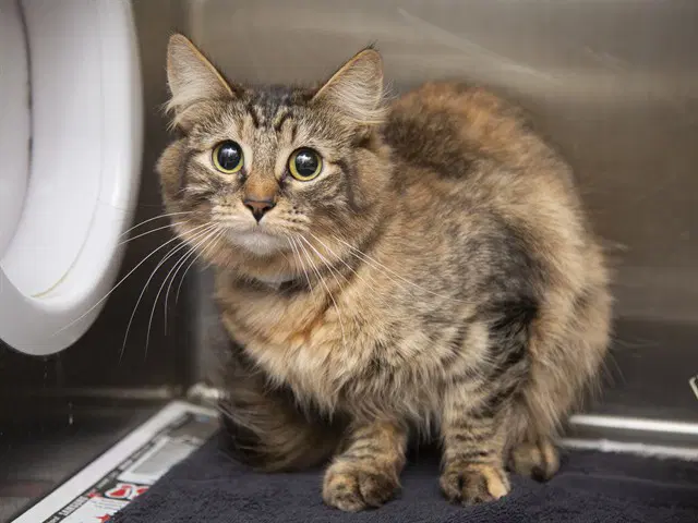 Bandit - Domestic Medium Hair