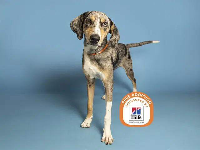 Waylon - Catahoula Leopard Dog