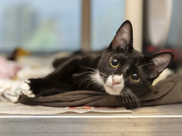 Gus - Domestic Short Hair