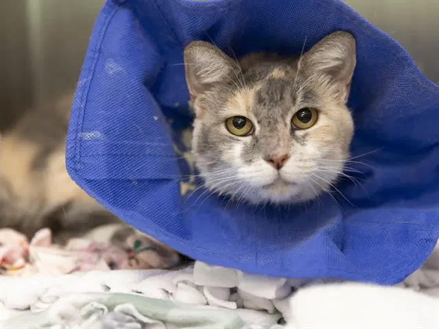 Tootsies - Domestic Short Hair