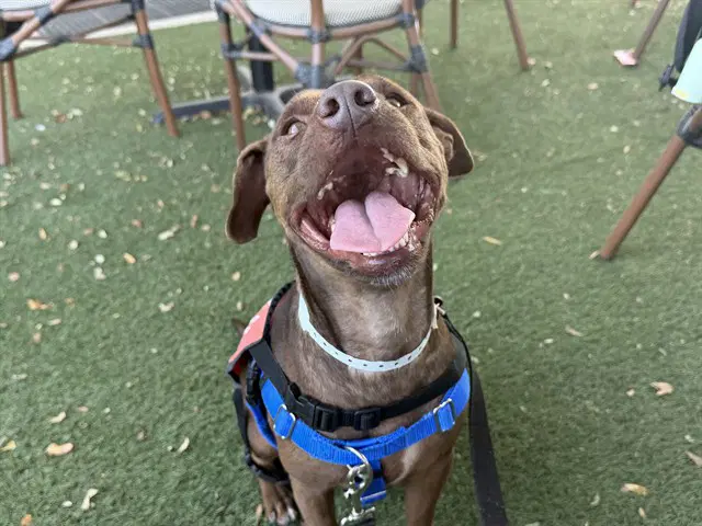 Uko - Miniature Pinscher