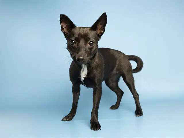 May - Chihuahua