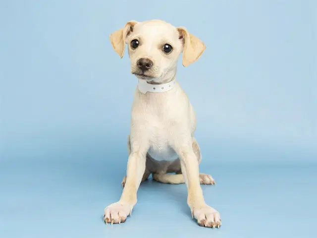 Louie - Chihuahua