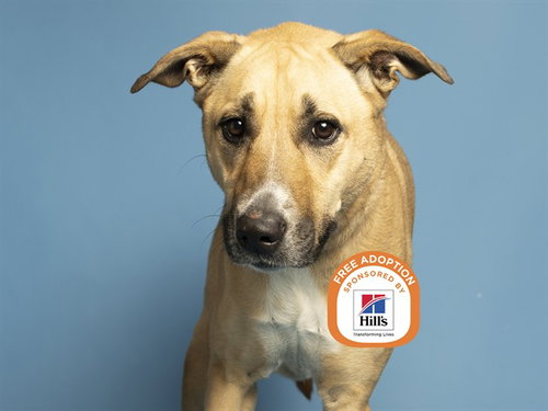 picture of the dog needing adoption