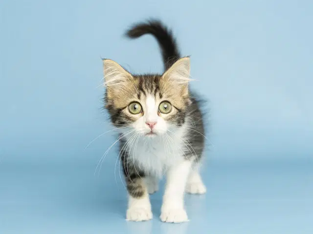 Bubbles - Domestic Long Hair
