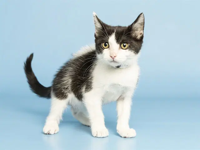 Gabby - Domestic Short Hair