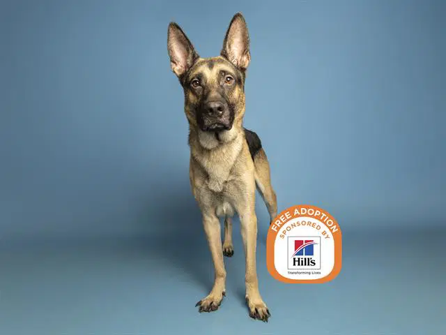 Elliott - German Shepherd Dog