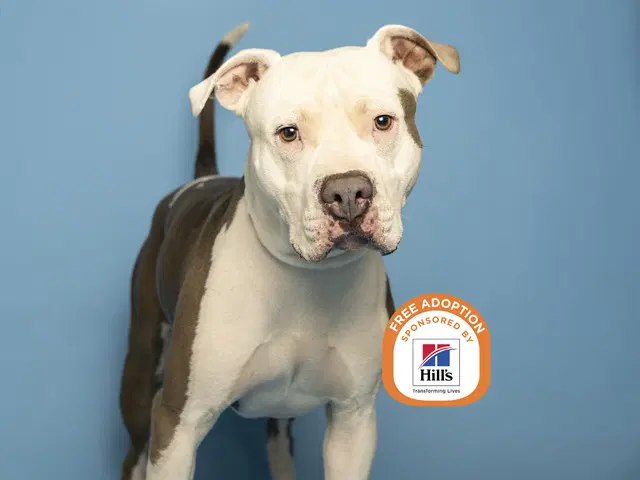 Ocean - American Bulldog
