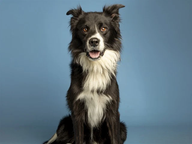 Duke
