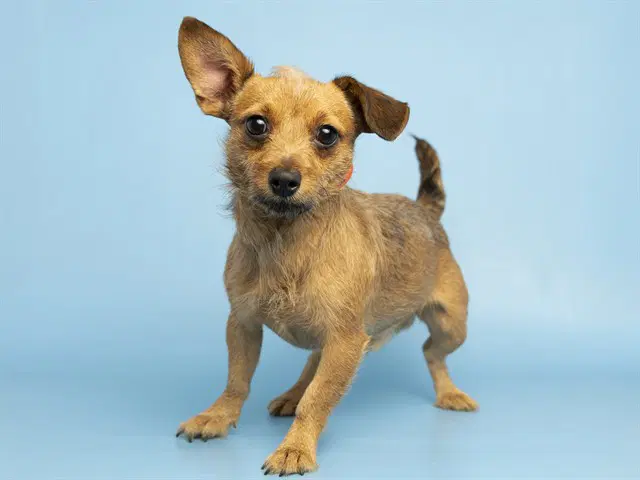 Mango - Chihuahua