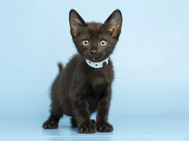 Buddy - Domestic Short Hair