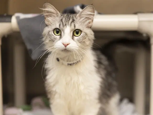 Misty - Domestic Long Hair