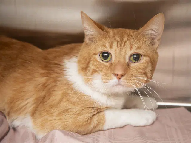 Walter - Domestic Short Hair