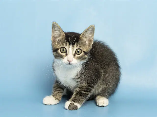Lucky - Domestic Short Hair