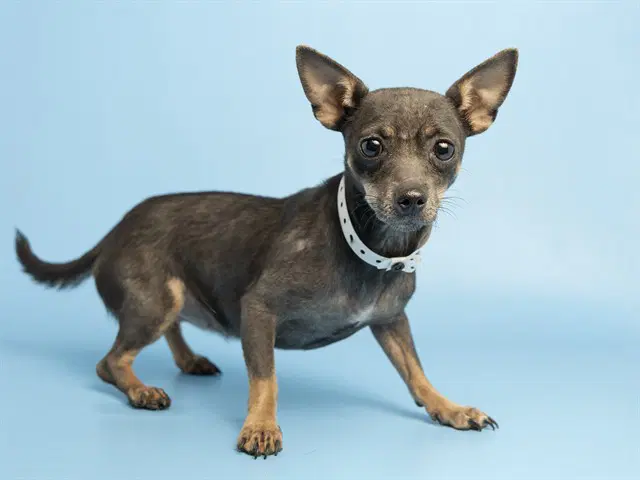 Pepper - Chihuahua