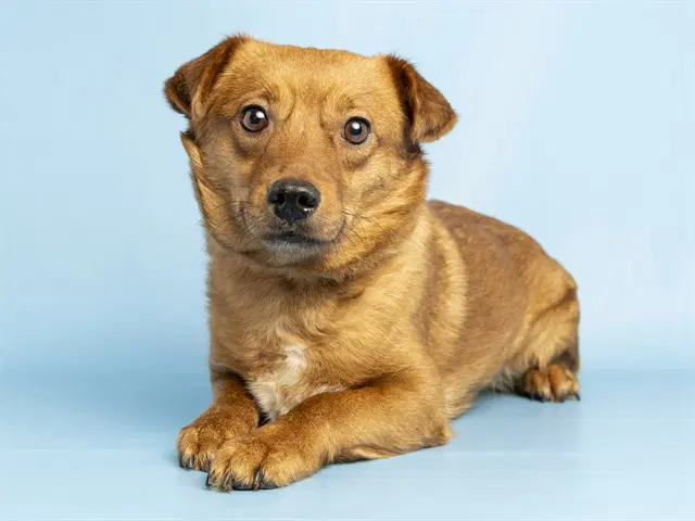 Dug - Chihuahua