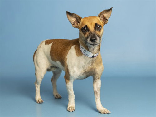 picture of the dog needing adoption