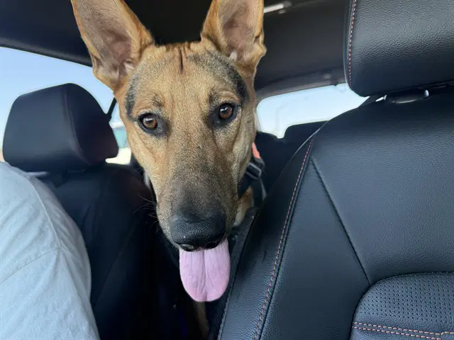 Blaze - German Shepherd Dog