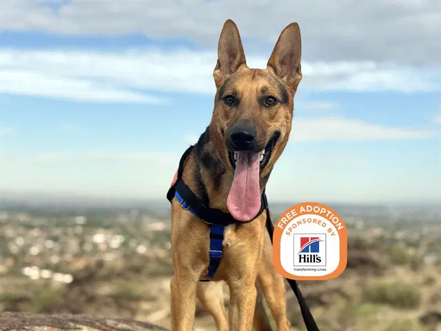 Blaze - German Shepherd Dog