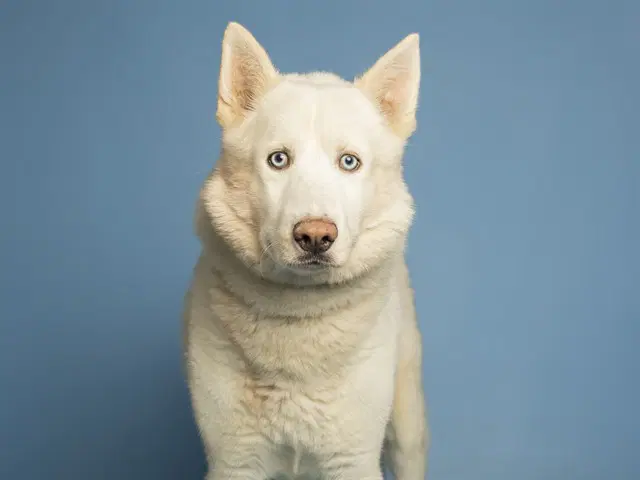 Arctic - Husky