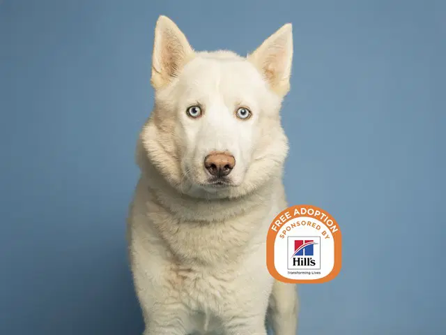 Arctic - Husky