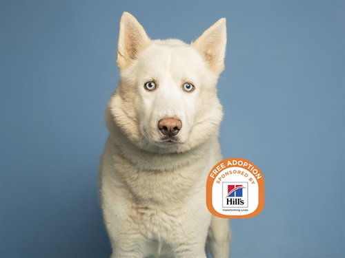 picture of the dog needing adoption