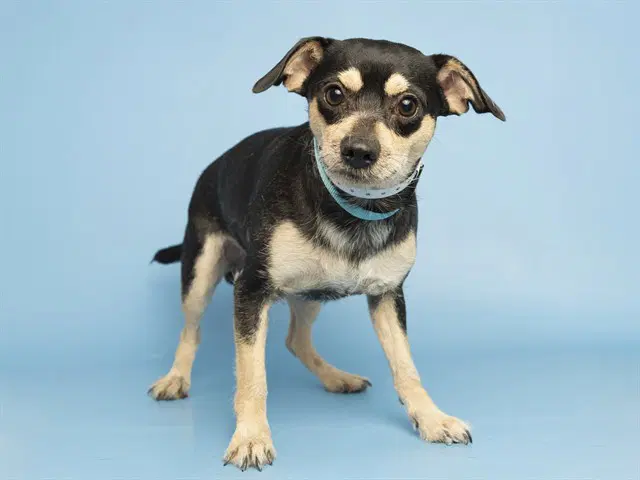Papacito - Chihuahua