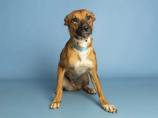 Stella - American Pit Bull Terrier