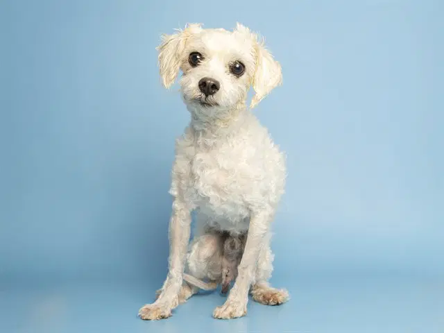 Scruffy - Maltese
