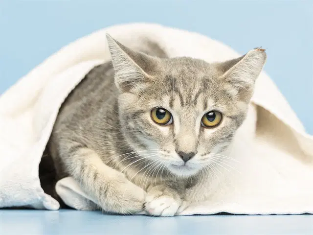 Cream Cheese - Domestic Short Hair