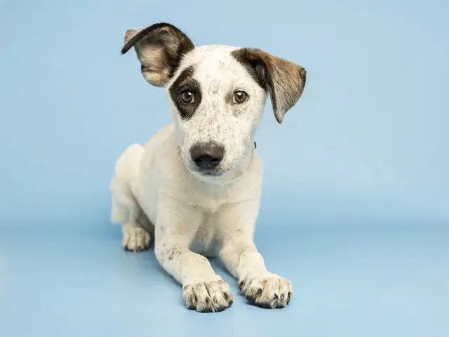 Titi - Australian Cattle Dog/Blue Heeler