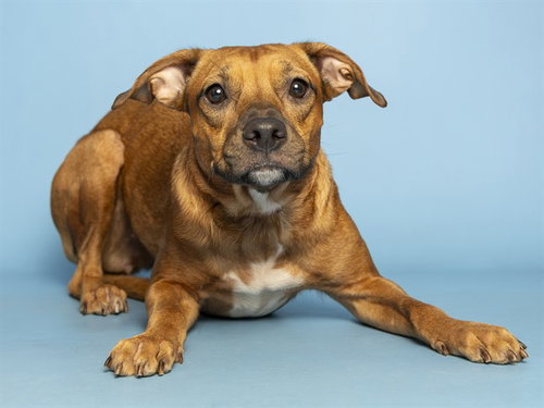 picture of the dog needing adoption