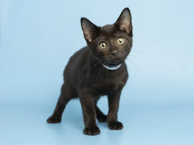 Mio - Domestic Short Hair