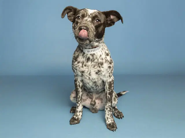 Splash - Australian Cattle Dog/Blue Heeler