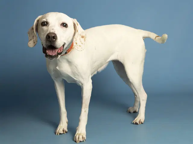 Millie - English Coonhound