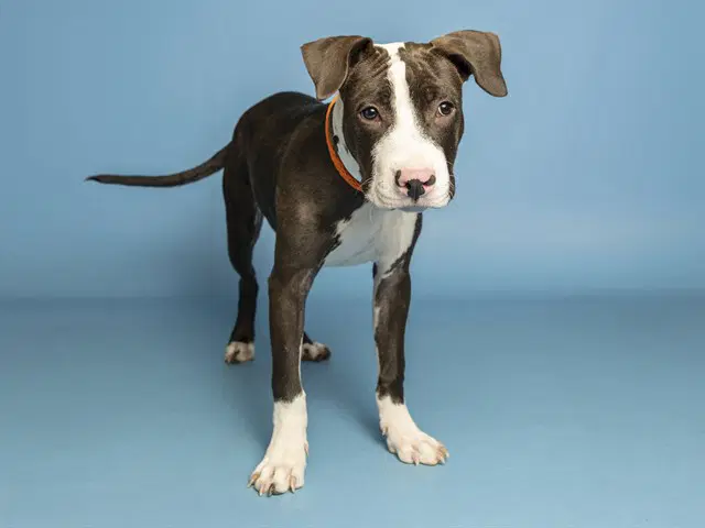 Willy - American Pit Bull Terrier