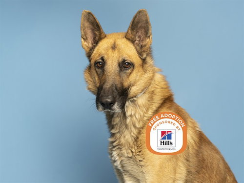 picture of the dog needing adoption