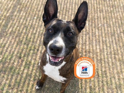 picture of the dog needing adoption